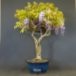 Preview: Blauregen, Wisteria
